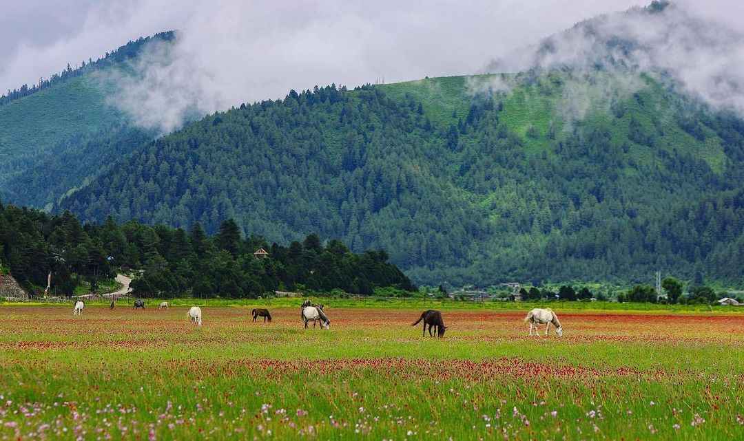 Dhorpatan Grassland