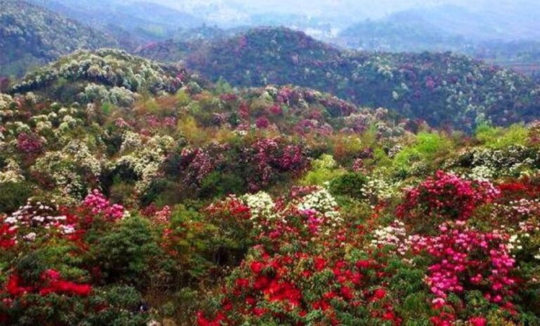 Rhododendron Flowers Covering Milke Jaljala Ridge